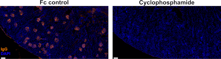 Illustrative images of IgG in kidney cortex